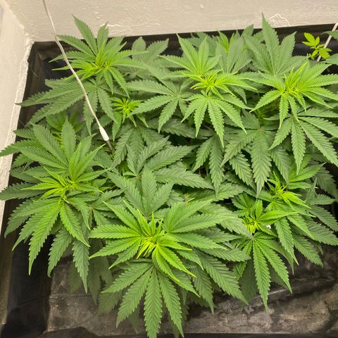 White Widow growlog timeline photo