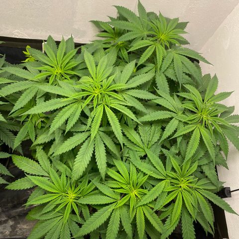 Purple Haze growlog timeline photo