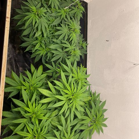 Purple Haze growlog timeline photo