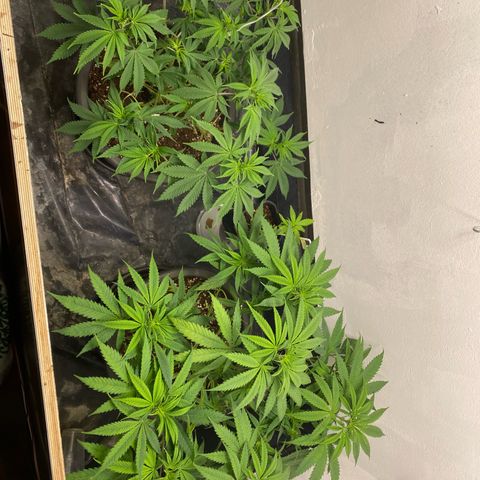 Purple Haze growlog timeline photo