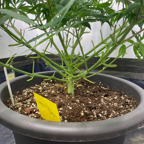Purple Haze growlog timeline photo