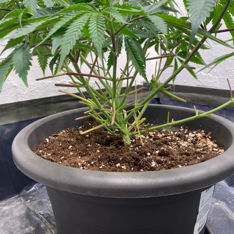 White Widow growlog timeline photo