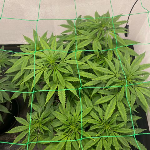 Purple Haze growlog timeline photo