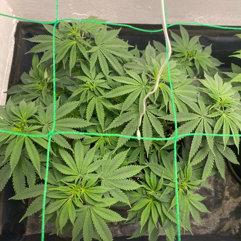 White Widow growlog timeline photo