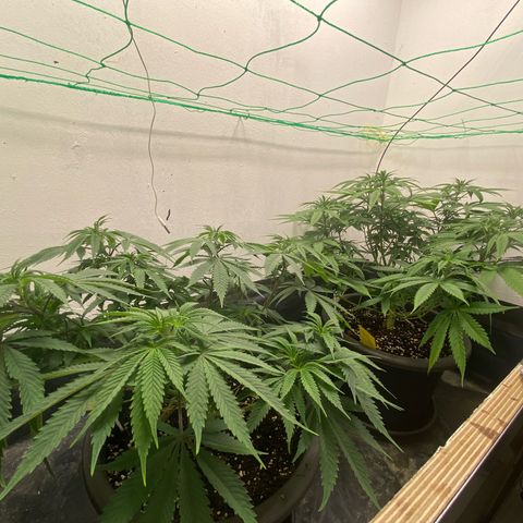 Purple Haze growlog timeline photo