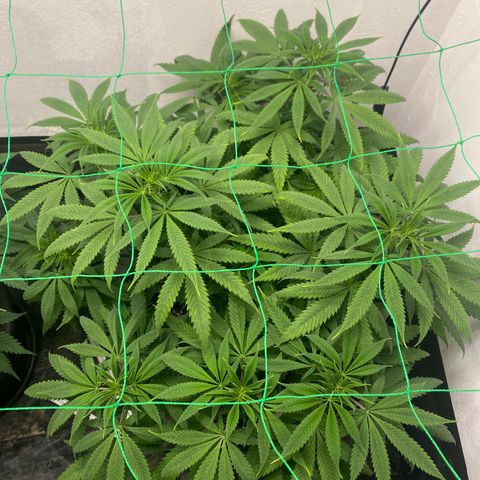 Purple Haze growlog timeline photo