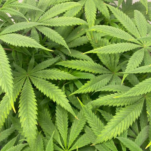 Purple Haze growlog timeline photo