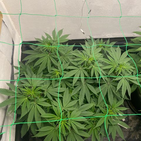 White Widow growlog timeline photo