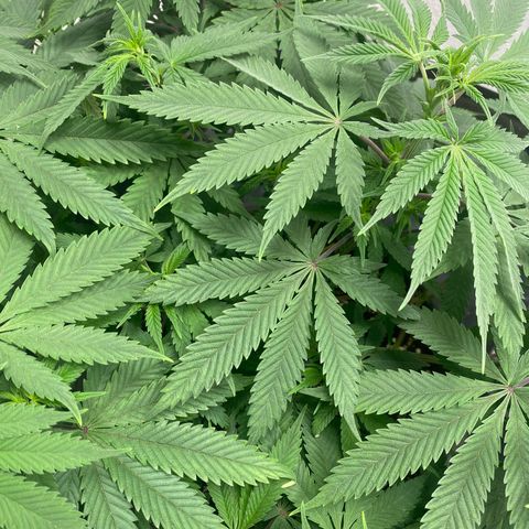 White Widow growlog timeline photo