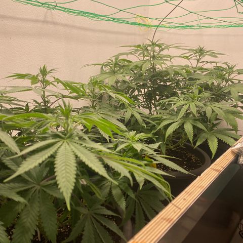 Purple Haze growlog timeline photo
