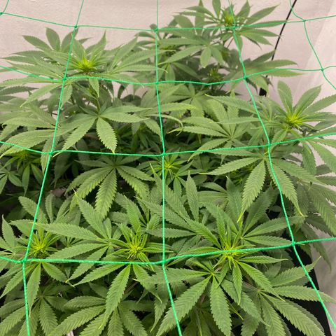 Purple Haze growlog timeline photo