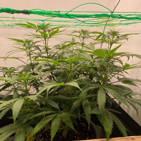 Purple Haze growlog timeline photo