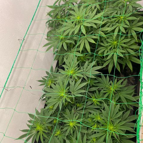 Purple Haze growlog timeline photo