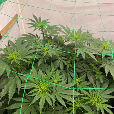 White Widow growlog timeline photo