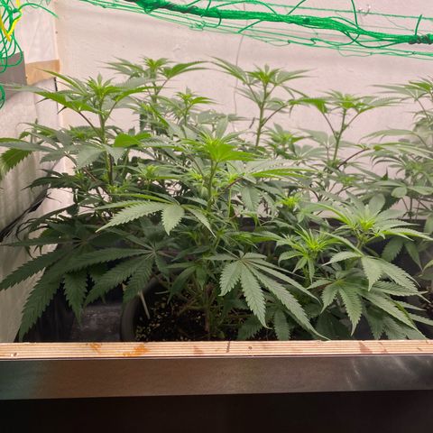 White Widow growlog timeline photo