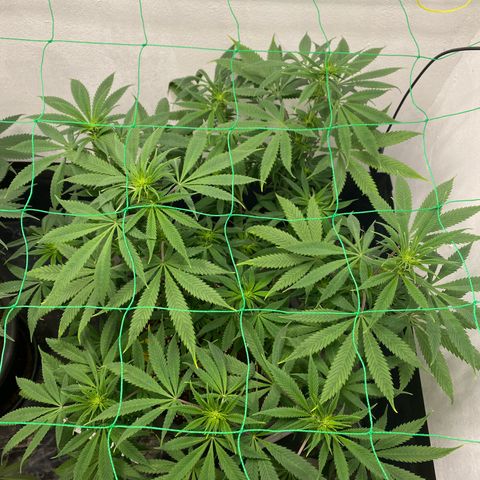 Purple Haze growlog timeline photo