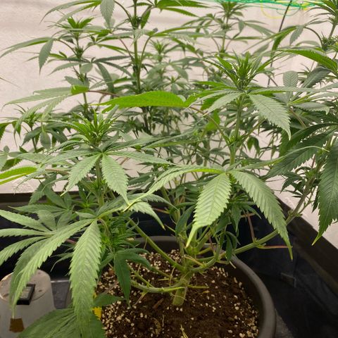 Purple Haze growlog timeline photo