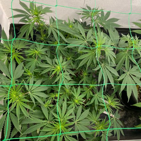 White Widow growlog timeline photo