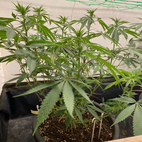 White Widow growlog timeline photo