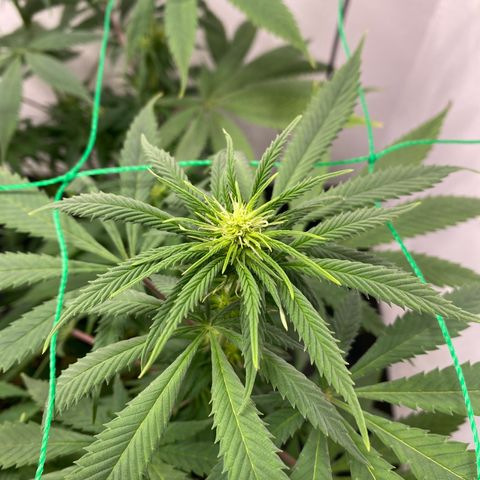 Purple Haze growlog timeline photo