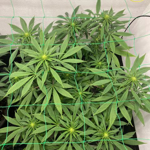 Purple Haze growlog timeline photo