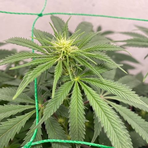 White Widow growlog timeline photo