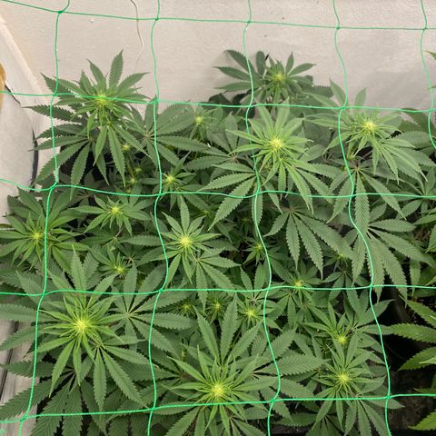 White Widow growlog timeline photo