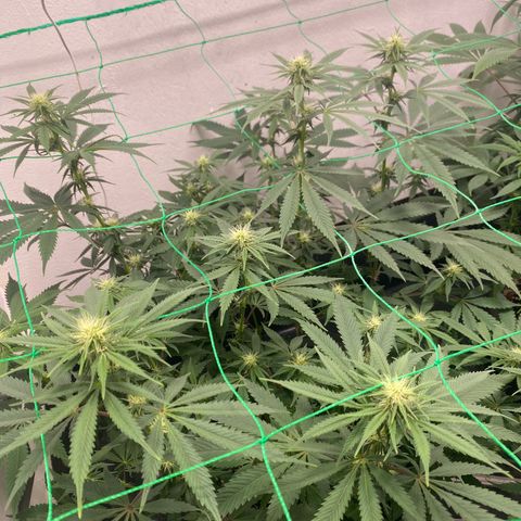 White Widow growlog timeline photo