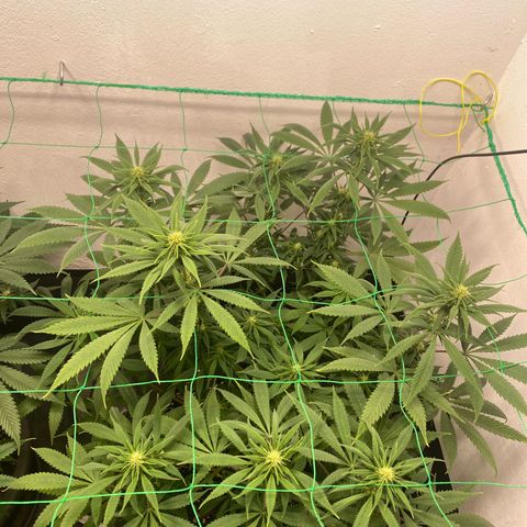 Purple Haze growlog timeline photo
