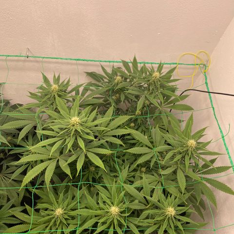 Purple Haze growlog timeline photo