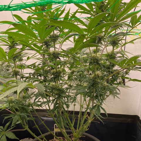 Purple Haze growlog timeline photo