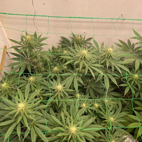 White Widow growlog timeline photo