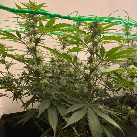 White Widow growlog timeline photo