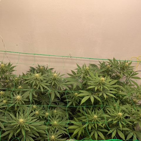 Purple Haze growlog timeline photo