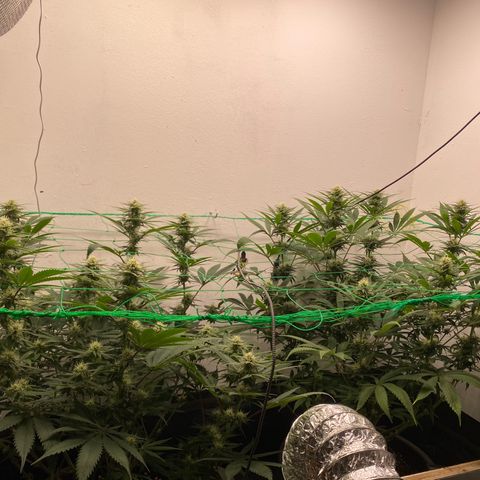 Purple Haze growlog timeline photo
