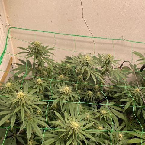White Widow growlog timeline photo