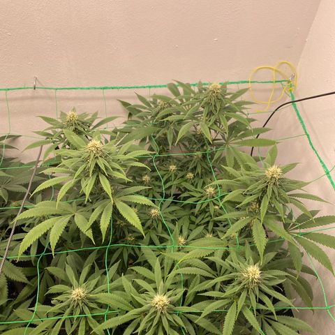 Purple Haze growlog timeline photo