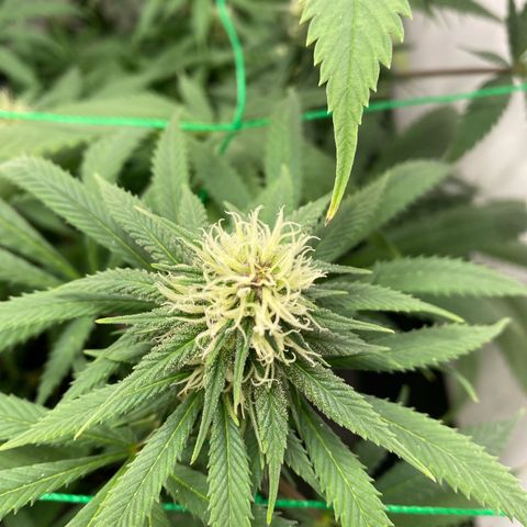 Purple Haze growlog photo: Ich glaube da fängt jemand schon an zu purplen 👀