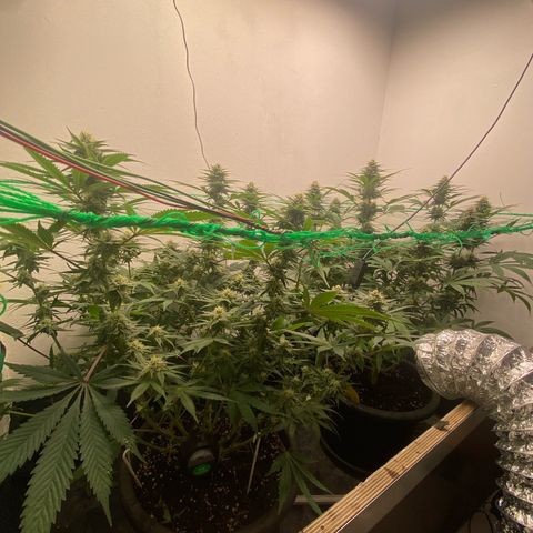Purple Haze growlog timeline photo