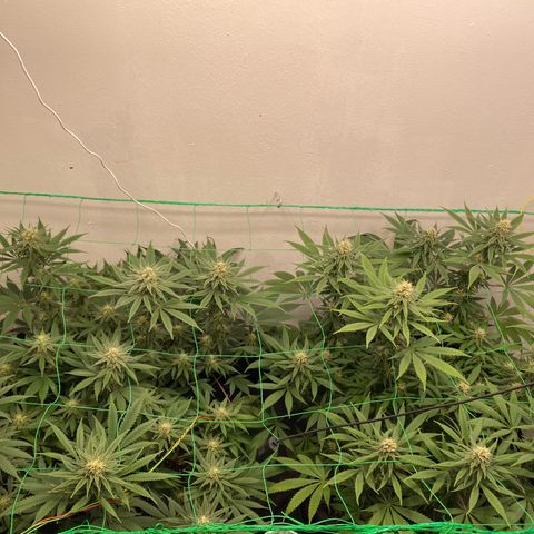 Purple Haze growlog timeline photo