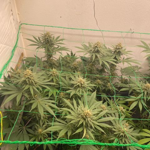 White Widow growlog timeline photo
