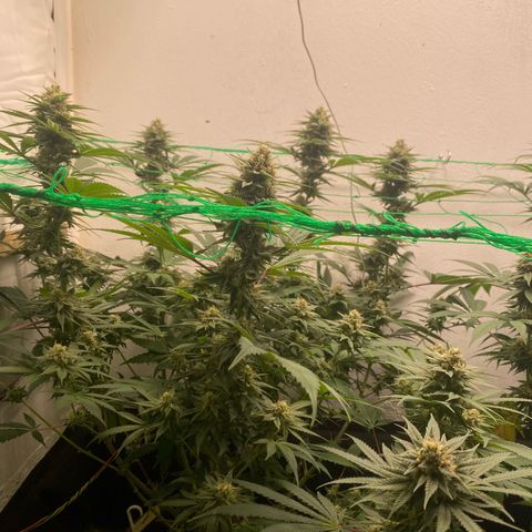 White Widow growlog timeline photo