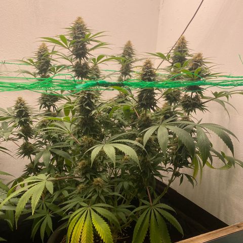 Purple Haze growlog timeline photo