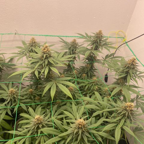 Purple Haze growlog timeline photo
