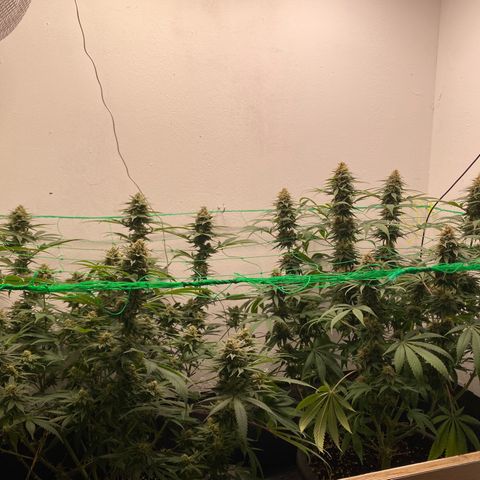 Purple Haze growlog timeline photo