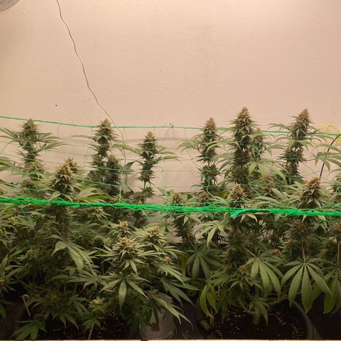 Purple Haze growlog timeline photo