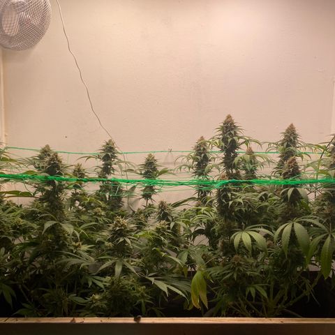 Purple Haze growlog timeline photo