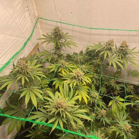 White Widow growlog timeline photo
