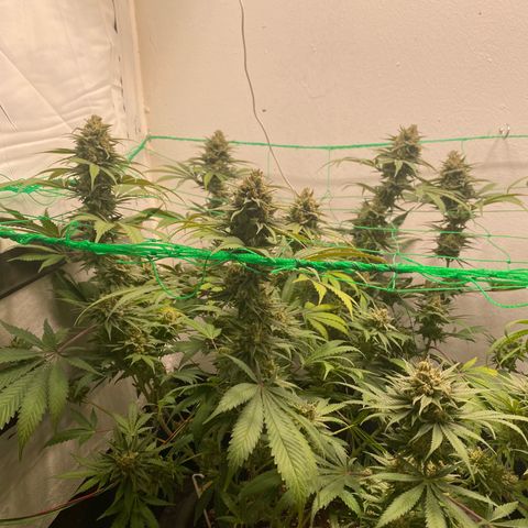White Widow growlog timeline photo