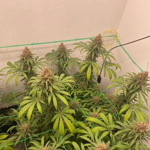 Purple Haze growlog timeline photo